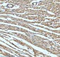 Anti-UQCRFS1 Rabbit Monoclonal Antibody